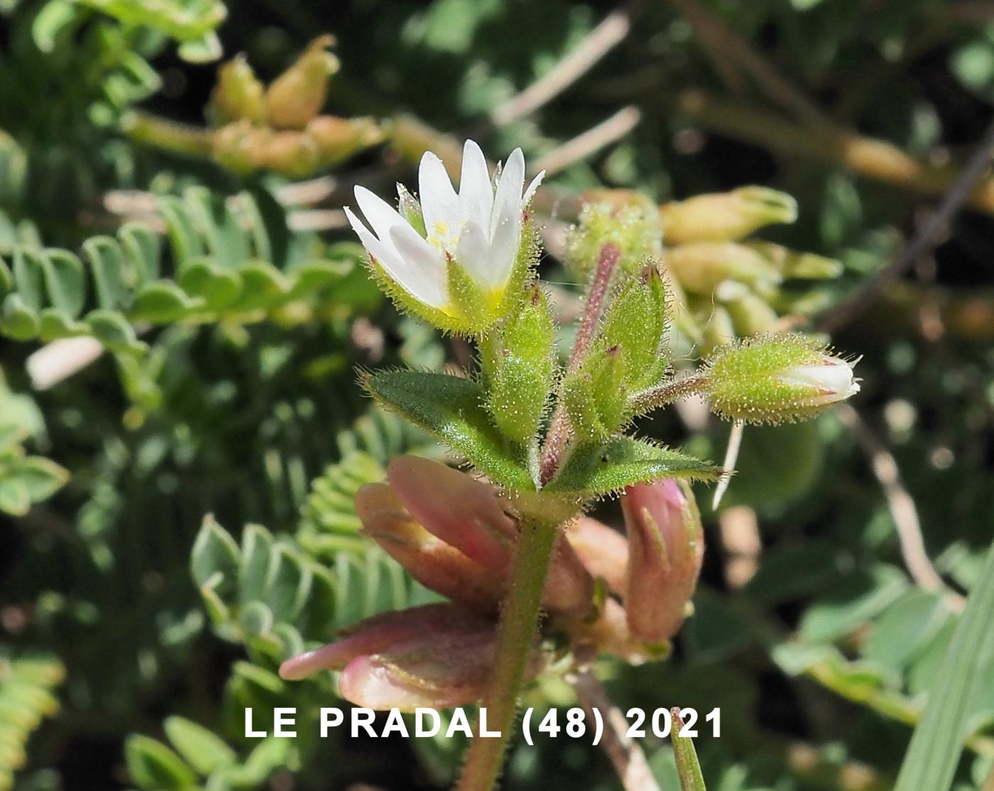 Mouse-ear, Dwarf flower